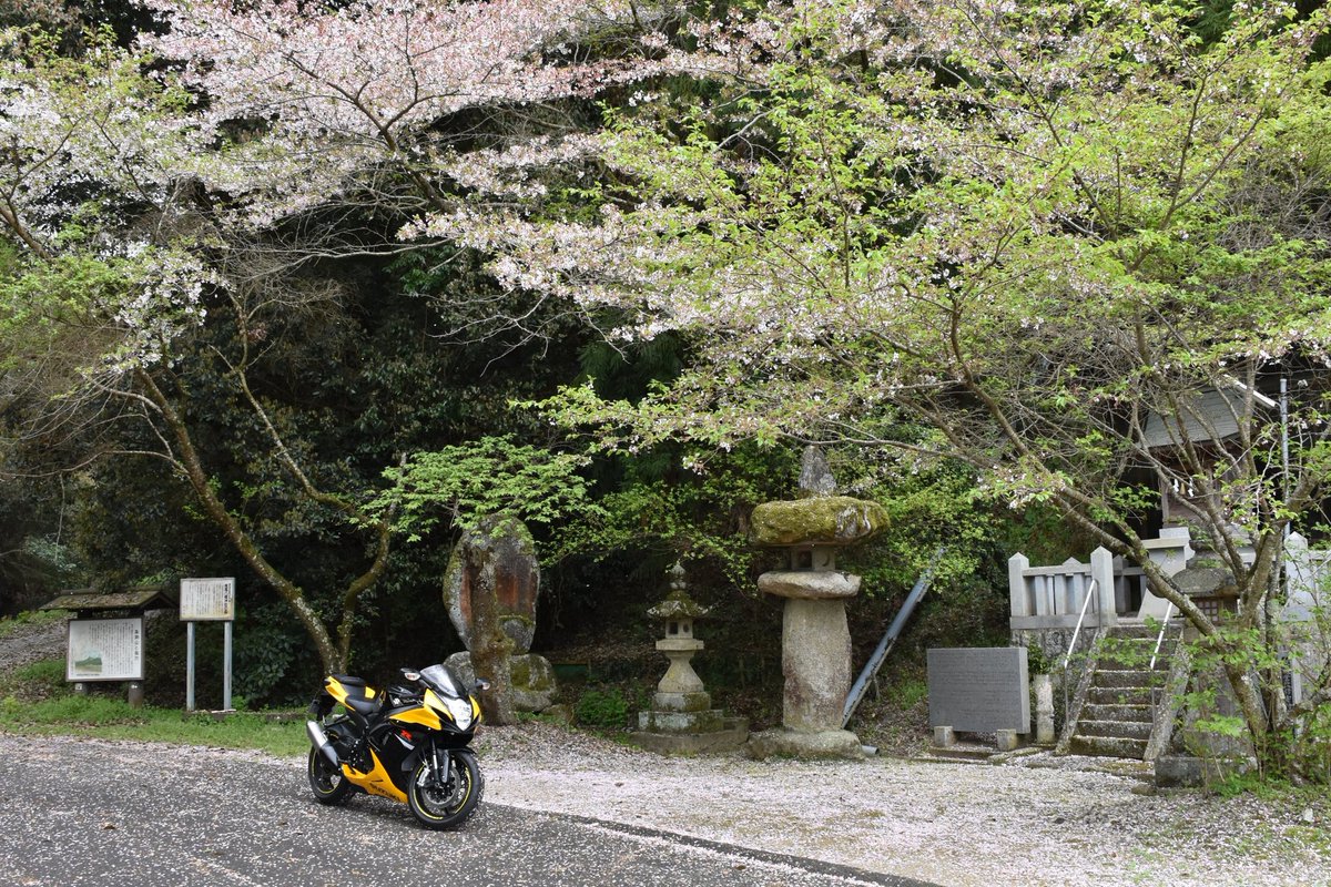 GON_with_GSX_R's tweet photo. 最近呟いてなかったけど、つい2,3日前にこれで今シーズン桜も見納めか~とか思いながら撮ったのでバイクメインの散り行く桜をご覧下さい。
#桜 #少しでもいいと思ったらRT #バイク乗りと繋がりたい #gsx_r #香川県 https://t.co/PQ0BePsvmn