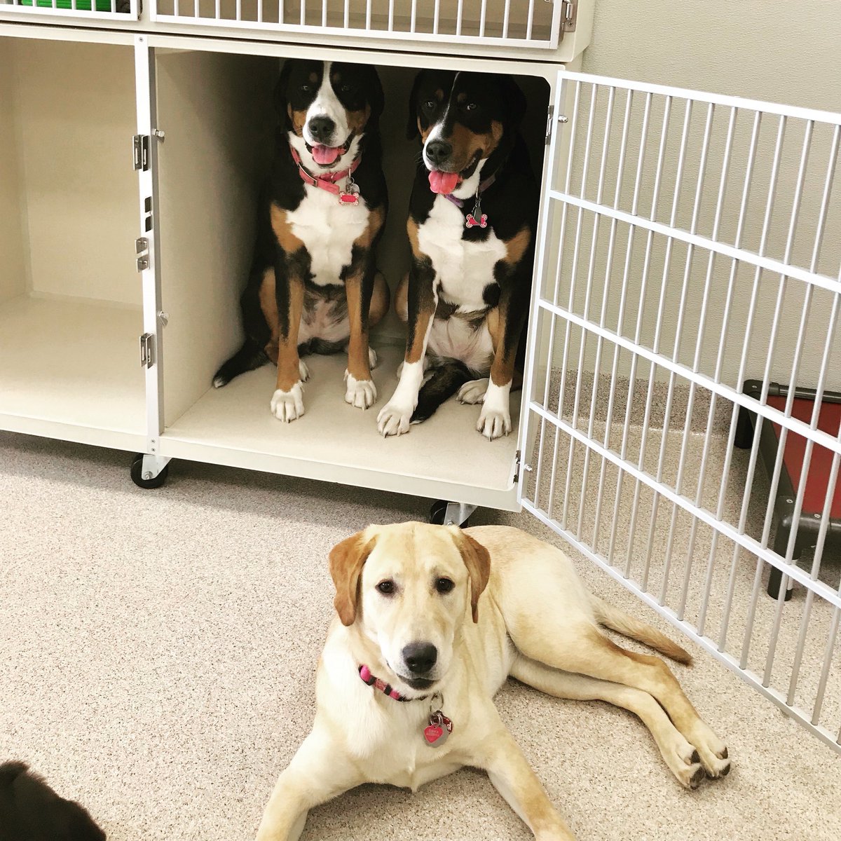 Nomad Pets (NomadPets) Twitter