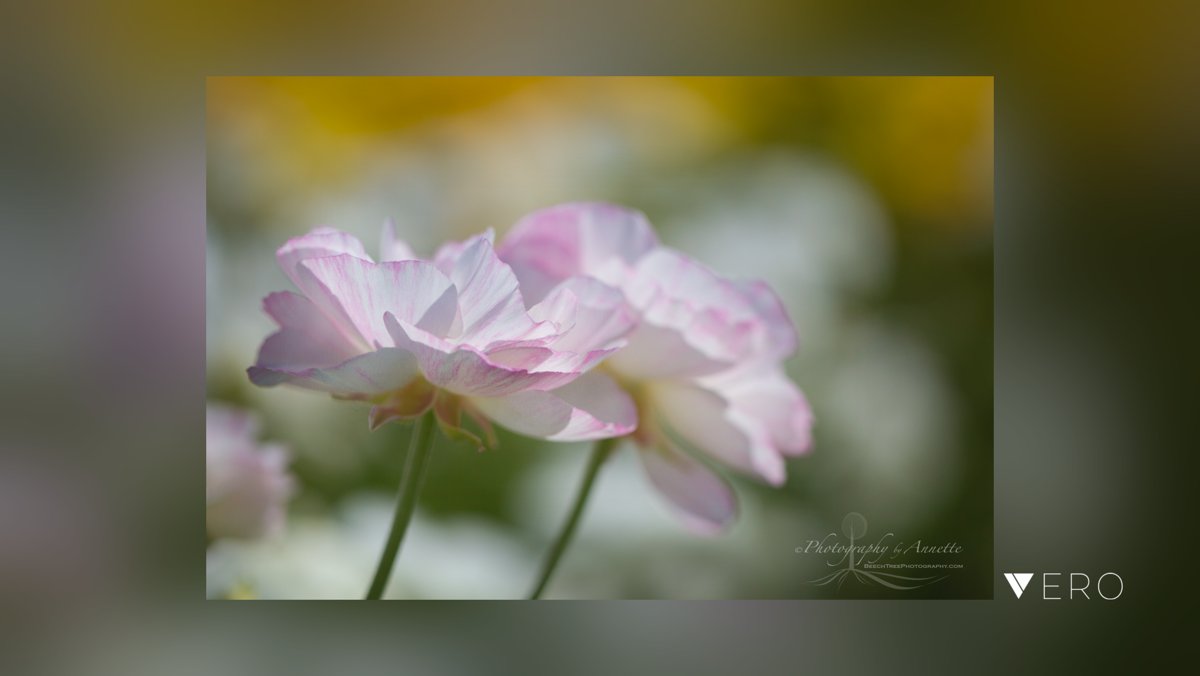 BeechTreePhotog's tweet image. Soft and breezy. .
.
.
.
#easyart#artprints#walldecor#artforthewall#interiors#tothetrade#naturephotography#flowerphotography#fineartphotography#fineart #nature #springflowers#fineartprints#gardens#gardenandleisure#interiordesign#macropho… @VeroTrueSocial