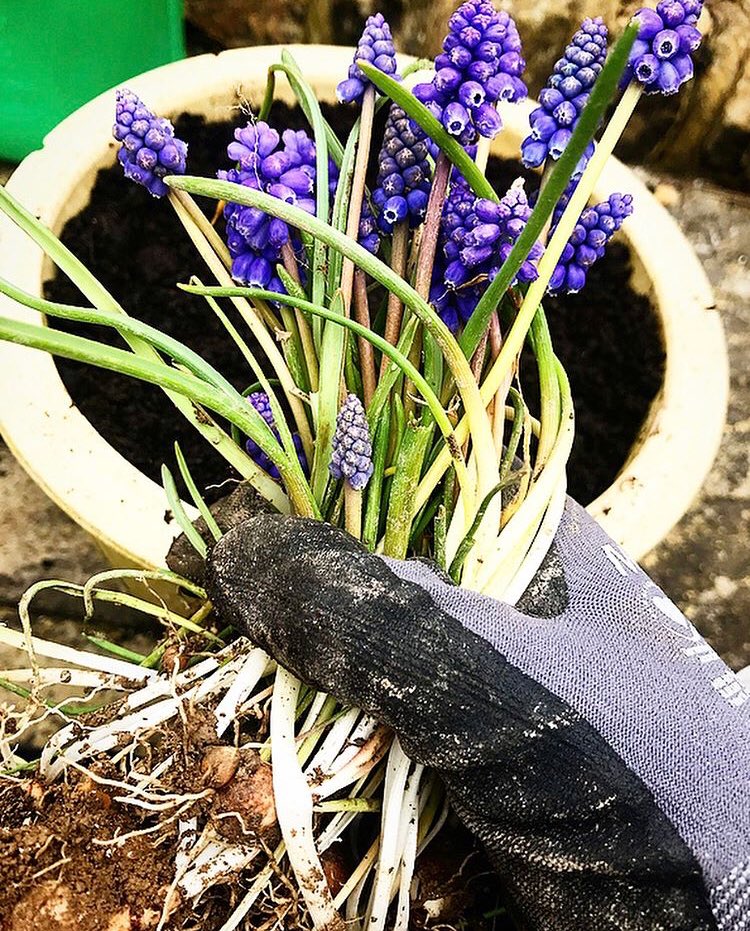 EchoRenovations's tweet photo. Rotavating the boarders in the front and back garden for a customer in Saltdean. Saving the Grape Hyacinth’s and replanting.
#EchoRenovations #Planting #photography #Saltdean #purple #rotavating https://t.co/XPkt6xlm2c