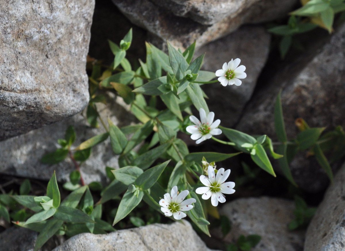 山屋 No Twitter 本日の一枚 シコタンハコベ ナデシコ科 ハコベ属 学名 Stellaria Ruscifolia 花期 7 8月 大きさ 3 15 Cm 環境 岩礫地 分布 北海道 本州 北 南アルプス 八ヶ岳ほか T Co Uizltkbafs 高山 植物図鑑 Plants 10 03 Pm 山屋 No Twitter 本日の一枚 シコタンハコベ ナデシコ科 ハコベ属 学名 Stellaria Ruscifolia 花期 7 8月 大きさ 3 15 Cm 環境 岩礫地 分布 北海道 本州 北 南アルプス 八ヶ岳ほか T Co Uizltkbafs 高山 植物図鑑 Plants 10 03 Pm