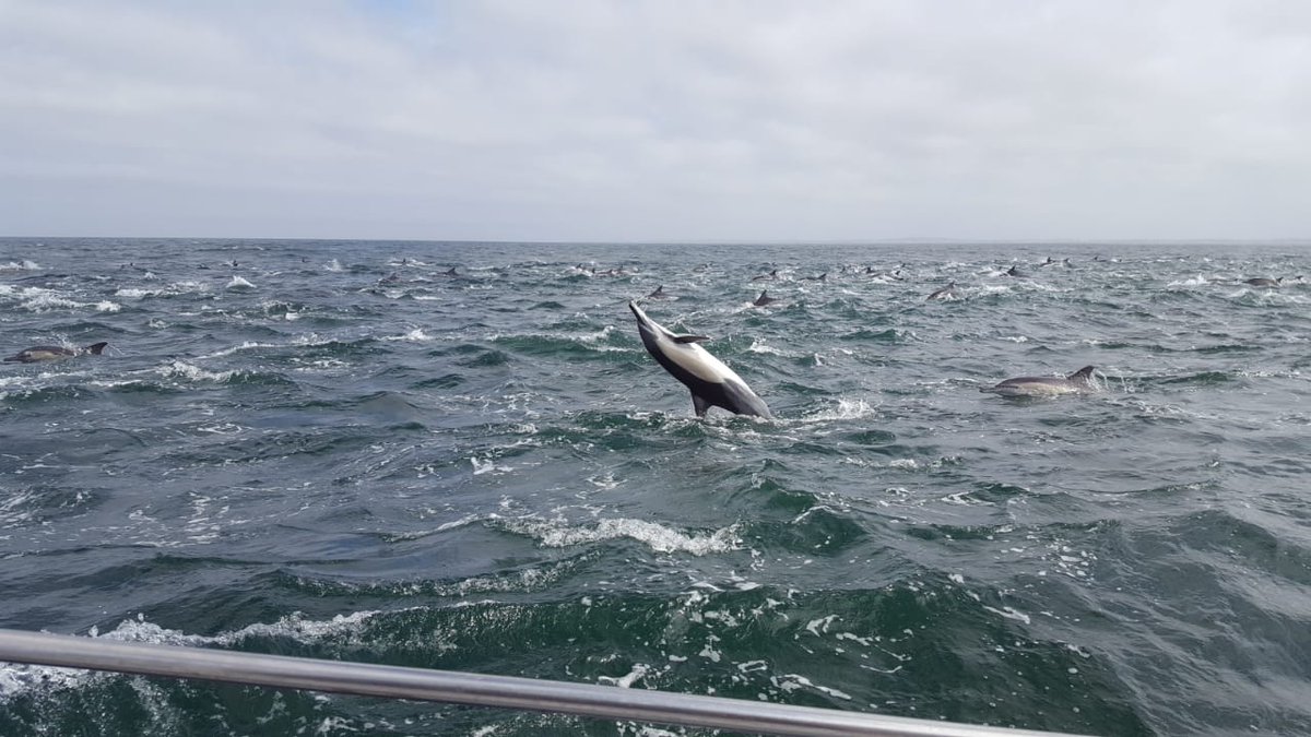 We just spotted this pod of common #dolphins

Epic start to this week, right?

#MondayMotivaton #MarineBig5 #discoveroverberg