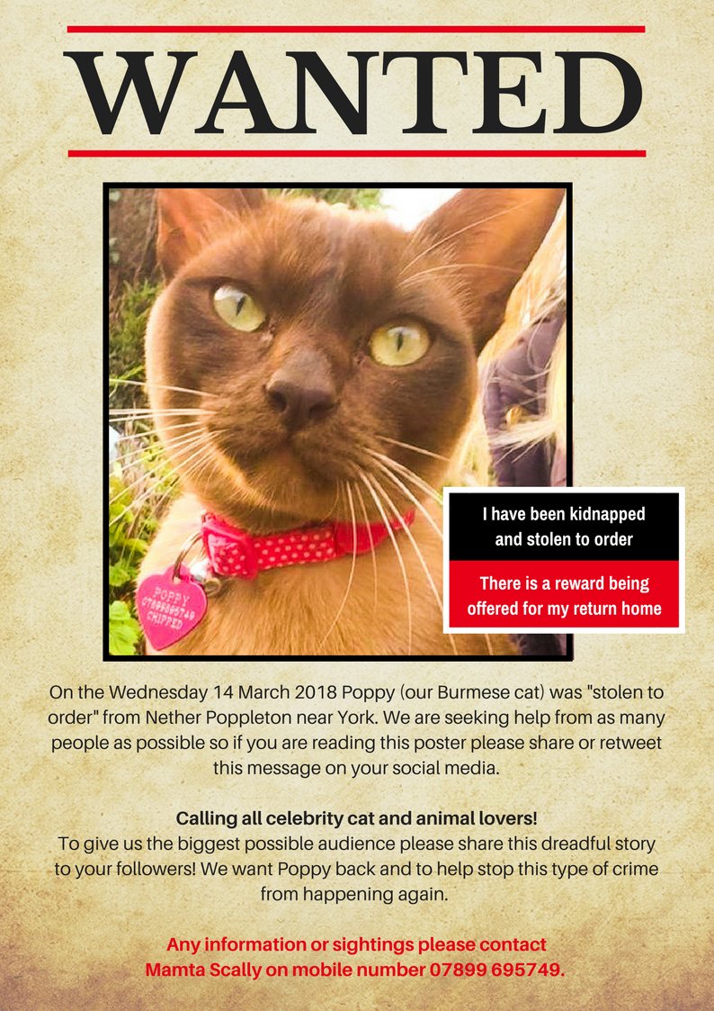 Pls help us find our feline child Poppy who we believe was #stolen to order. Help us stop this crime. Devastated. @SusanCalman @domdyer70 @edsheeran @rickygervais @ChrisGPackham @Scottie_Barbara @mcgregor_ewan #findpoppy #stolencat #burmese #yorkshire #york #MissingCatsUK #cats