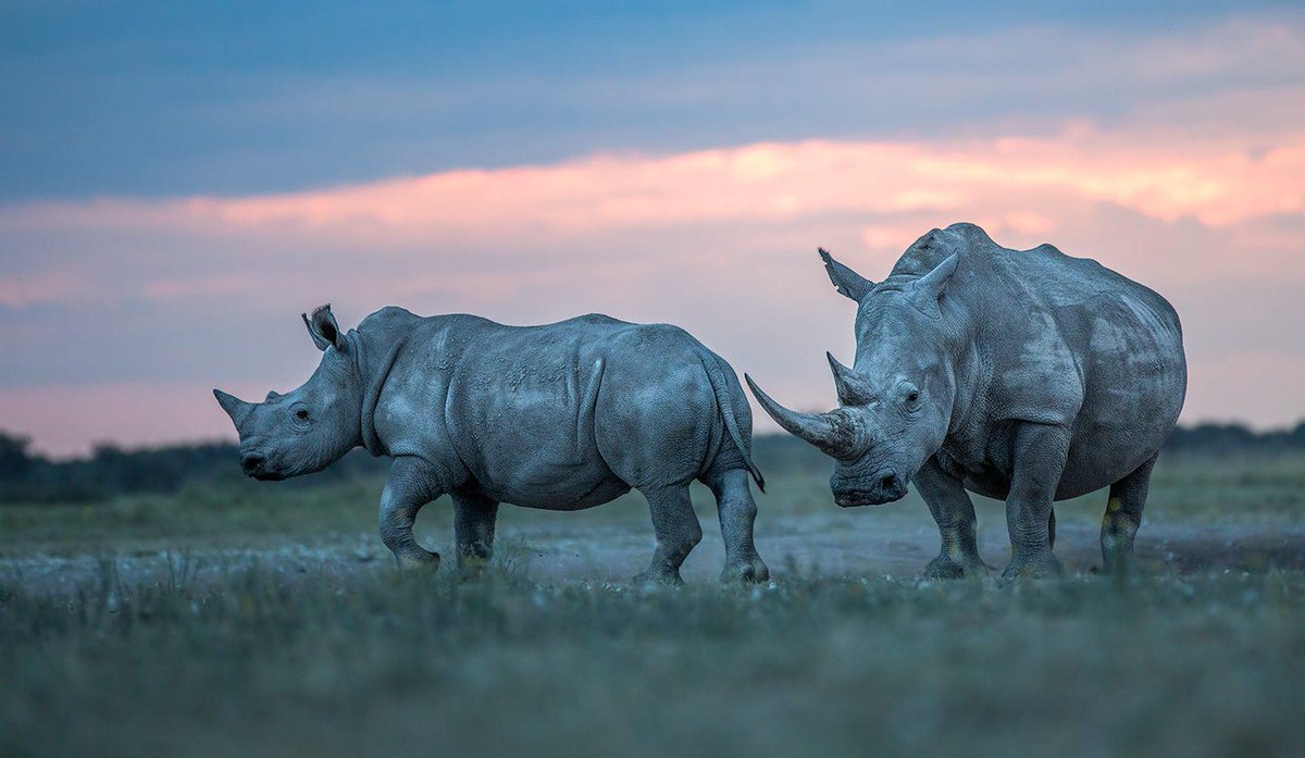 CITES's tweet photo. Chinese man caught smuggling 5 #rhino horns is jailed by Dutch court https://t.co/ZtLkvdRCl7 via @guardian #WildlifeCrime #EndWildlifeTrafficking https://t.co/SJDGZ6q6B4