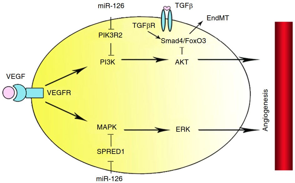 A review article:
MicroRNA-126 is a prospective target for vascular disease.
Do you have any comments?
nnjournal.net/article/view/2…