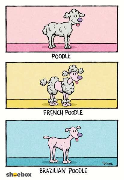 botanicalbeaut's tweet photo. What's the difference between the wax styles I hear you ask? Well, here's a diagram to help you out :D 🙈

#waxing #hairfree #poodles #botanical #beauties #botanicalbeautysalon https://t.co/wCktNTI7vN