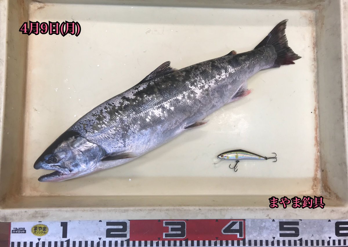 まやま釣具 山陰 鳥取 בטוויטר 18年4月9日 月 当店お持込みサクラマス 8尾目 53 0cm 1 5kg 場所 日野川 釣人 のっぽ様 おめでとうございます 魚拓はお店にて 釣り 釣果 鳥取 サクラマス 日野川 桜鱒 T Co 4cdl767hvh