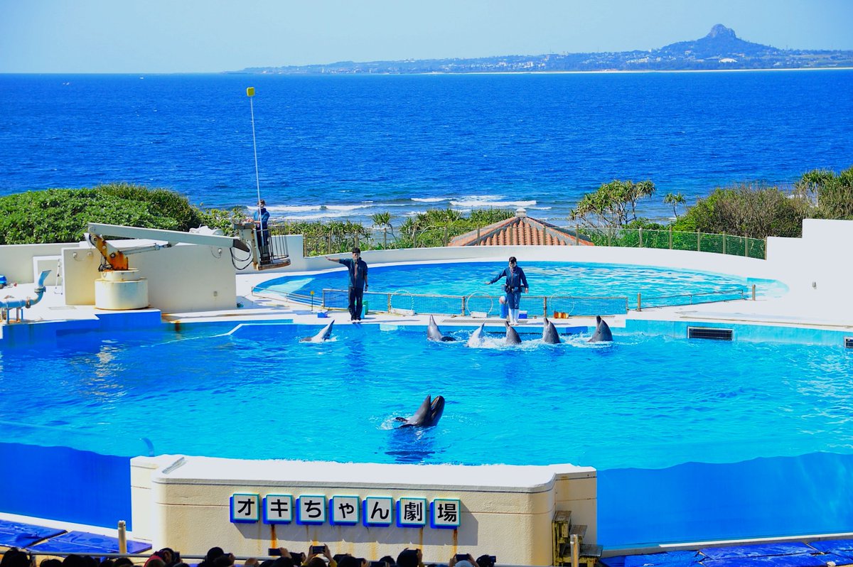 海洋博公園 沖縄美ら海水族館 على تويتر オキちゃん劇場 海洋博公園のアイドルイルカたちが楽しいショーを繰り広げる オキちゃん劇場 ミナミバンドウイルカ オキゴンドウたちのユーモラスなジャンプ ダンス コーラスを楽しめますよ O イルカ ミナミ