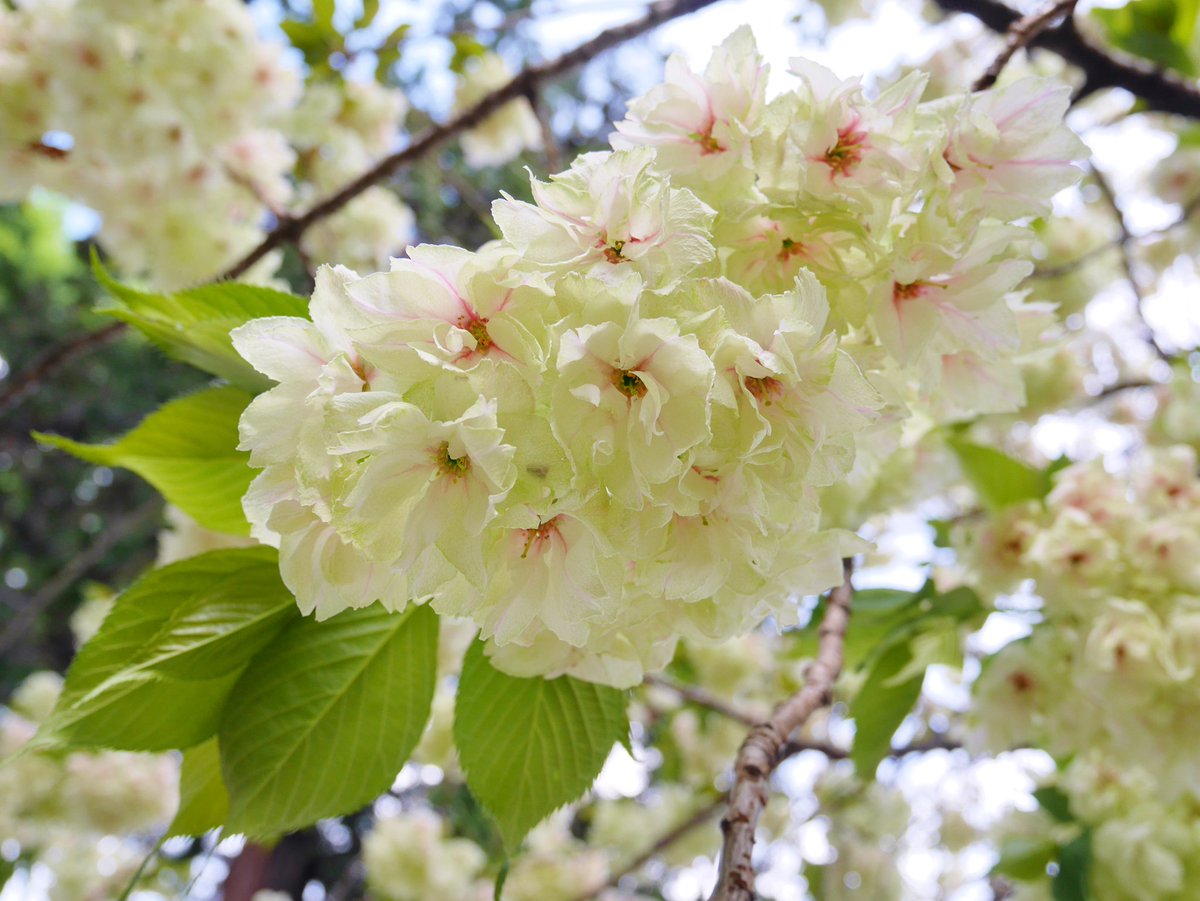 花 Ar Twitter イマソラ 鬱金桜 ウコン桜 の元で 別名 美人桜 花言葉 優れた美人 全国で27本しか 確認されていないとか 本当だろうか 因みに 一文字違い 和名 鬱金香 うこんこう は チューリップのこと 桜 ウコン桜 6時 Mysky ﾅｴ