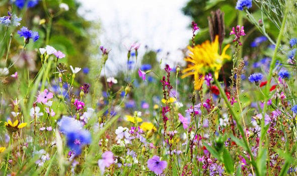 CityofTreesMcr's tweet photo. Planted a tree in your garden or as part of a community group? Tell us and grab some free wildflower seeds! https://t.co/FpZJrb0P9T #bigtreecount #bigtreecount https://t.co/f2YiErRgbd