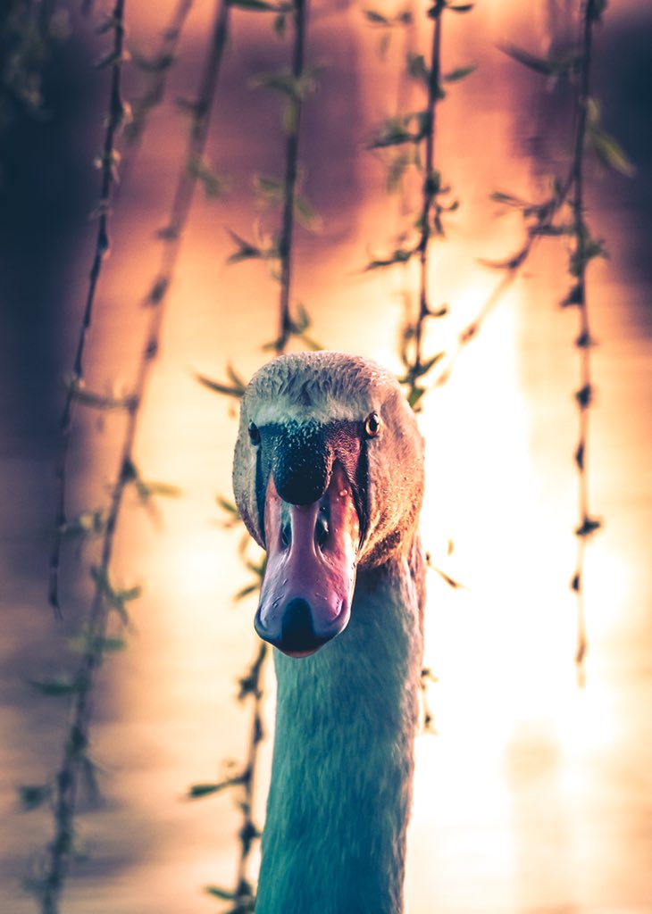 MawiadK's tweet photo. I am so proud of this photo
#austria #travelphotography #photography #bindebros #photo #pics #socialenvy #shopstemdesigns #picture #pictures #success #art #beautiful #picoftheday #photooftheday #color #all_shots #exposure #composition #focus #capture #moment #hdr @Canon https://t.co/9u4NCvcdfT