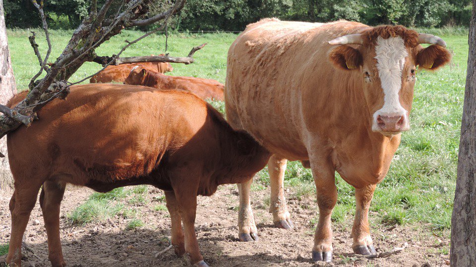 🐂👩‍🌾 Beneficios de una correcta gestión integral de tu granja de #VacasNodrizas ▶▶ revistaganaderia.com/especies/vacun… #ganadería