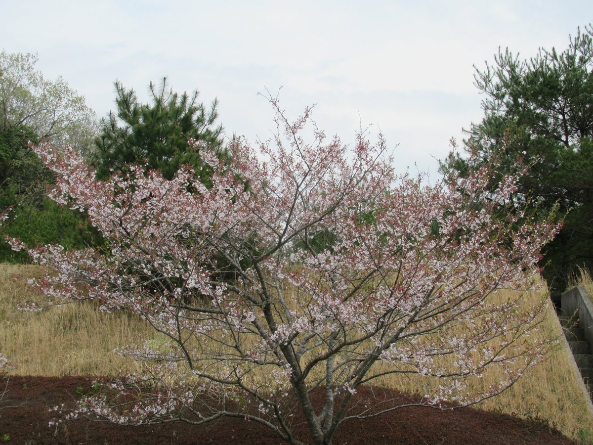 こんばんは〜
お疲れ様です(*^^)v
今日もたくさんの♥&amp;RT
有難う御座いました(*ﾟ▽ﾟ)ﾉ
雲が多くひんやりしたこちら
初めて新名神を乗り神戸まで
高槻の（茨木？）カーブ以外は
快適ですね
今日も温度差が
大きいと思いますので
体調に注意して素敵な🌃を
お過ごしくねっ

三木の🌸も葉桜に