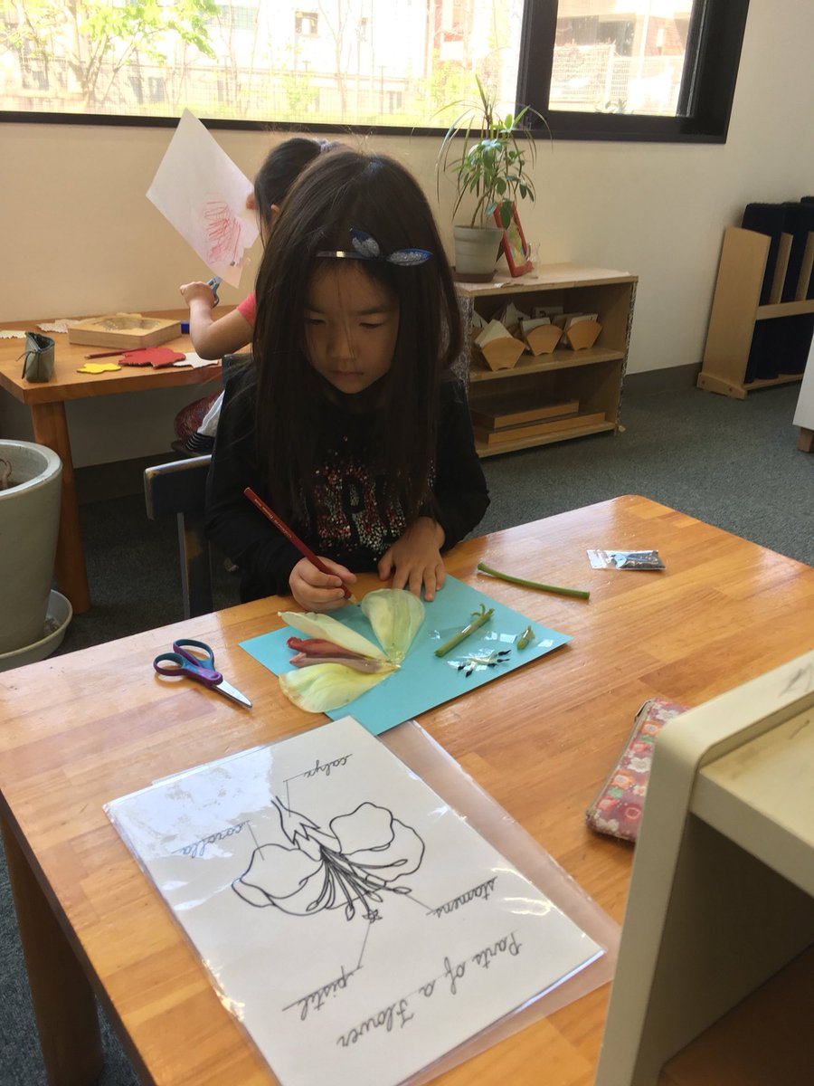 MSTokyoCedar's tweet photo. A tulip from our garden had wilted and fallen on the floor over the weekend. Knowing teachers didn’t clean it up. Child A:“Someone broke the flower!” Child B: “No! It’s just wilted!” Botany lesson and work follows shortly after. #MSTbotany #MSTsunshine #MSTinspiration https://t.co/DlJYMR9cTM