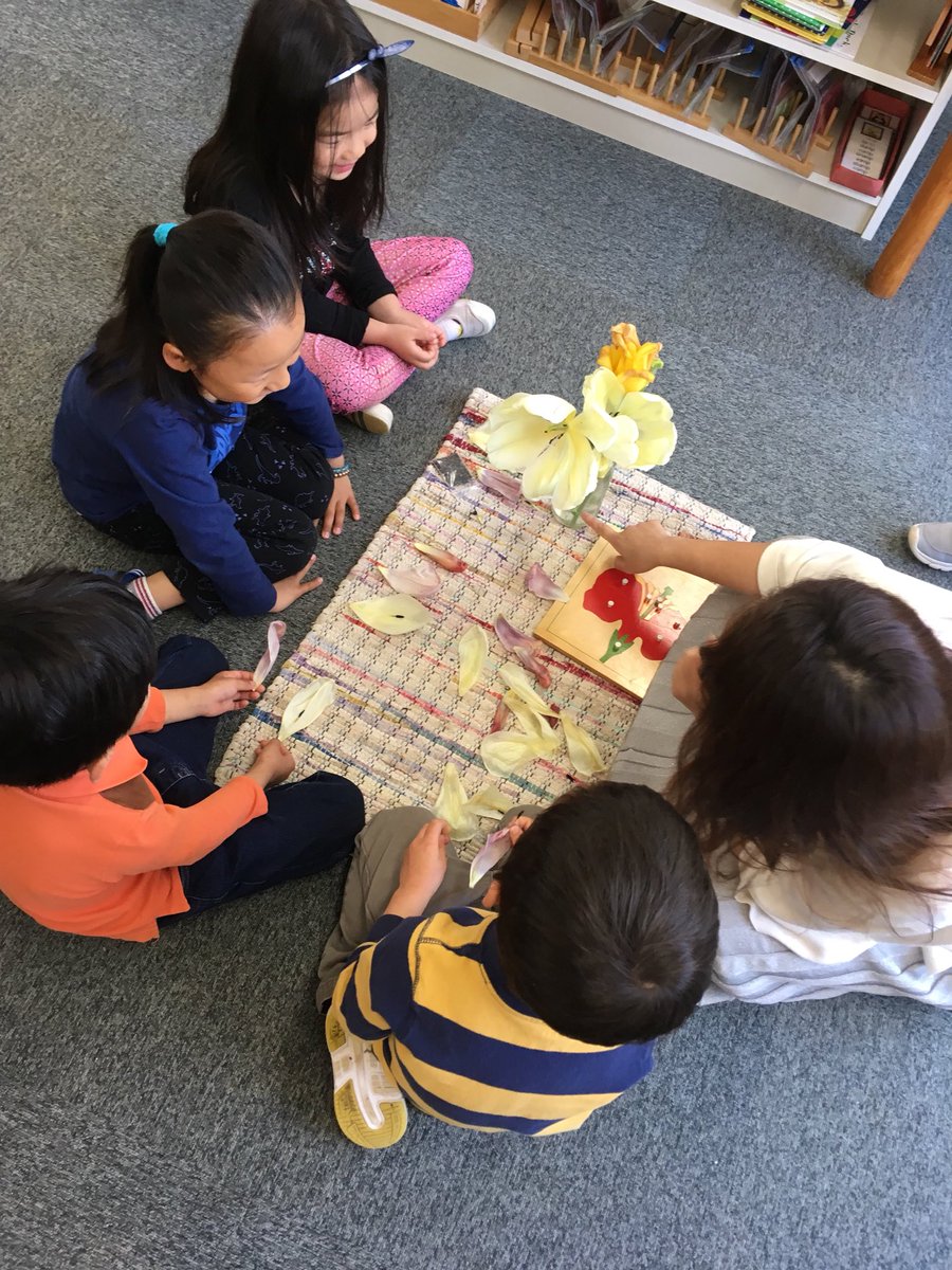MSTokyoCedar's tweet photo. A tulip from our garden had wilted and fallen on the floor over the weekend. Knowing teachers didn’t clean it up. Child A:“Someone broke the flower!” Child B: “No! It’s just wilted!” Botany lesson and work follows shortly after. #MSTbotany #MSTsunshine #MSTinspiration https://t.co/DlJYMR9cTM