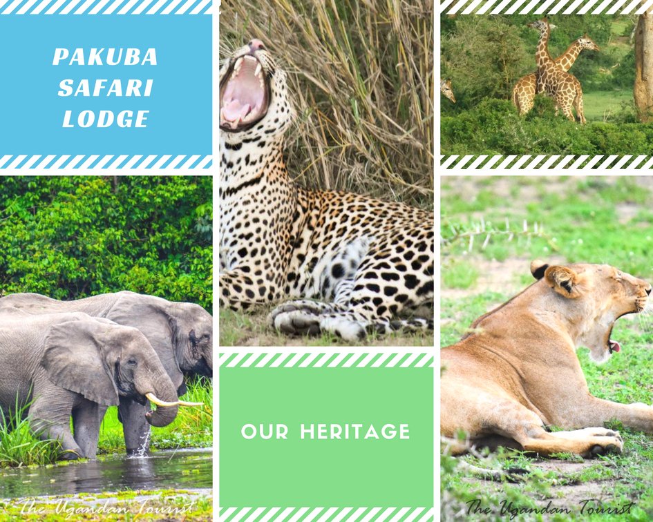 Pakuba Safari lodge tweet media