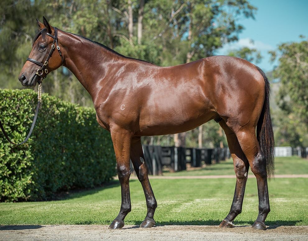 Brad_Crismale's tweet photo. Great result selling our Uncle Mo colt for $220k to @jadeskye_racing & @BWiddupRacing looking forward to seeing him hit the track #crackingtype @ColmSantry @CoolmoreAus @Blaze_Events @Matrium_Sports https://t.co/5kSsNIA7XW