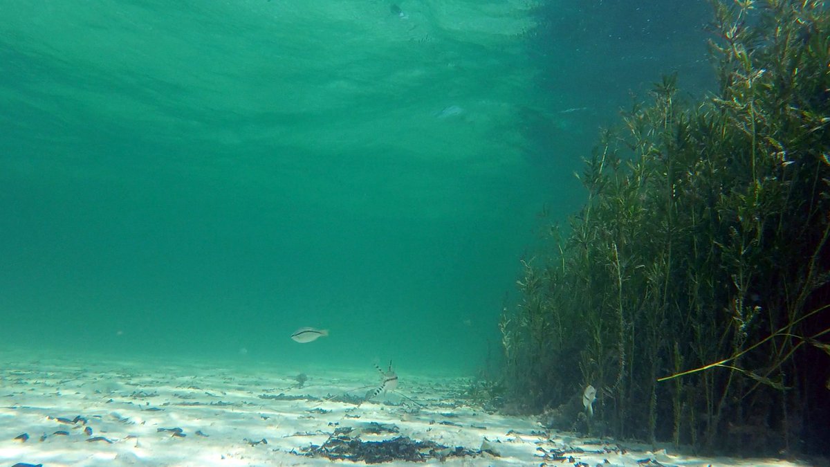 SeagrassLiz's tweet photo. Fantastic day out filming the #Amphibolis #seagrass tiger stripes in L’Haridon Bight, #SharkBay with the amazing @georgesteinmetz #scimex https://t.co/7ySUb42M68