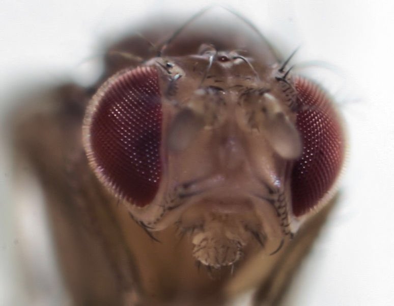 #weekendusers Unravelling the great vision of flies #neuroscience #biology #nanoimaging ▶️Find out more on bit.ly/2qeO6GG🤝@sheffielduni @UniOulu @MAXIVLaboratory #SzegedUniversity
