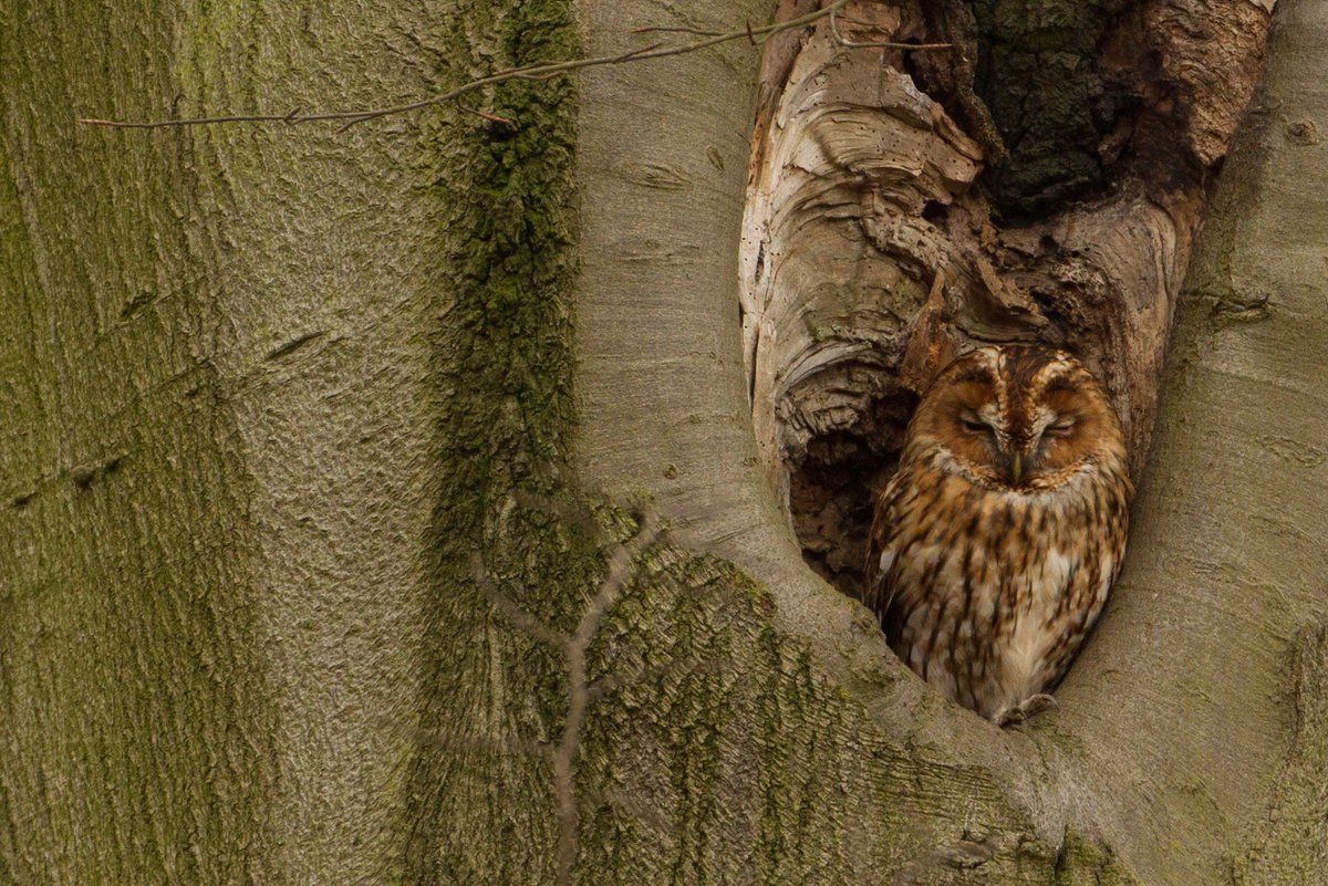 MikeDawson28's tweet photo. #TawnyOwl taken at #RSPBweekend in Wollaton Park @BWWC1 @nottinghamuniv @Natures_Voice @livingwithbirds @LeicaBirding @Nottswildlife @vikingoptical https://t.co/pIwadmJzJj