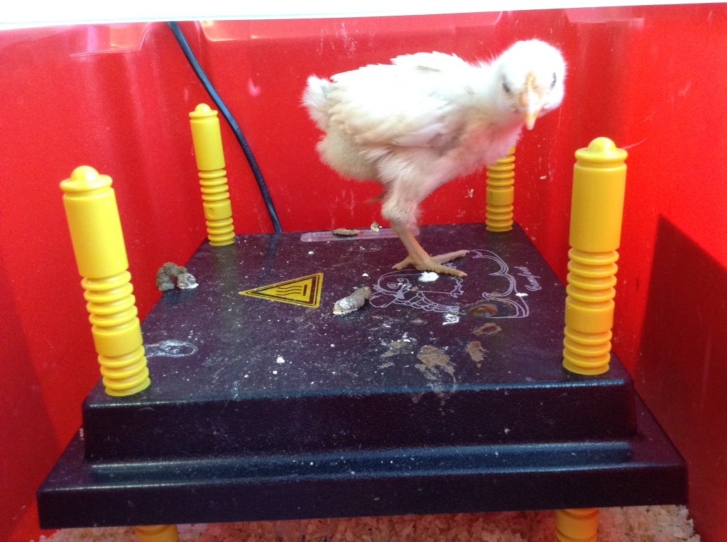 MBentley60's tweet photo. Look who came back to see us! Welcome home Billy🐥 https://t.co/k69WU54FBY