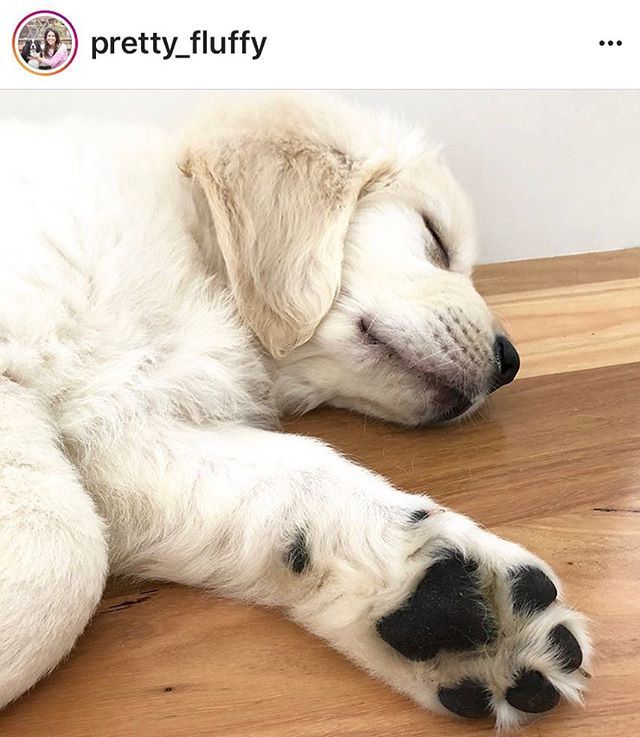 thedogeffect's tweet photo. Oh @pretty_fluffy we love your new pupster ♥️
.
.
#goldenretriever #golden #puppy #ilovedogs #sleepydog #puppydreams https://t.co/fAN2mo57xl https://t.co/E4P6eN1WT5