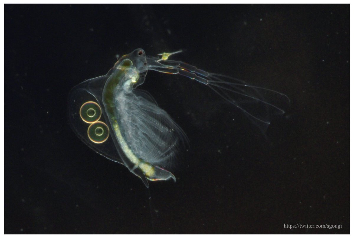 Uzivatel ごうぎ しげる Na Twitteru 正解は ホロミジンコでした 一枚目は正面ですがやや上方から そして 二枚目はほぼ真上からです ミジンコって 側面の姿から 他の角度の姿を想像するのが難しいですよね Uzivatel ごうぎ しげる Na Twitteru 正解は ホロミジンコでした 一枚目は正面ですがやや上方から そして 二枚目はほぼ真上からです ミジンコって 側面の姿から 他の角度の姿を想像するのが難しいですよね