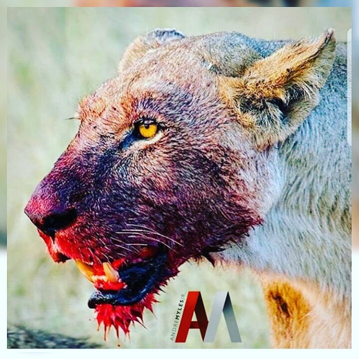 kenya_maddox's tweet image. Who's hungry for success? Comment below.

#StarvingForSuccess #BusinessWoman #Entrepreneur  #Lioness #Dedicated #Growth 
#HuntingSuccess #Primerica #AskMeHow