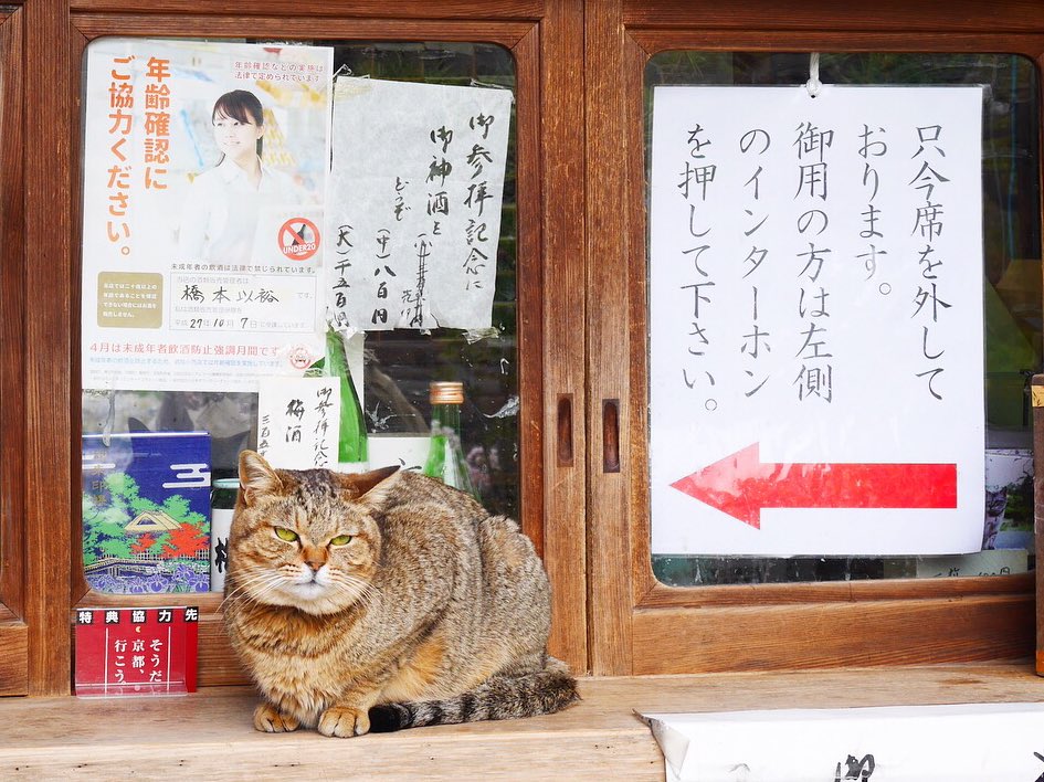 osora_77's tweet photo. 4月に入って暖かい日にやっと
お宮参りに行ってきました。
梅宮大社のネコちゃん
のんびり元気(๑′ᴗ‵๑) https://t.co/YcRY1mI4Mr