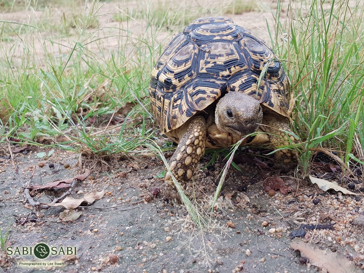 SabiSabiReserve's tweet photo. This Leopard Tortoise makes the most of some moist grasses after the recent rains. #tortoise #small5 #nature https://t.co/aH1NOHvORw