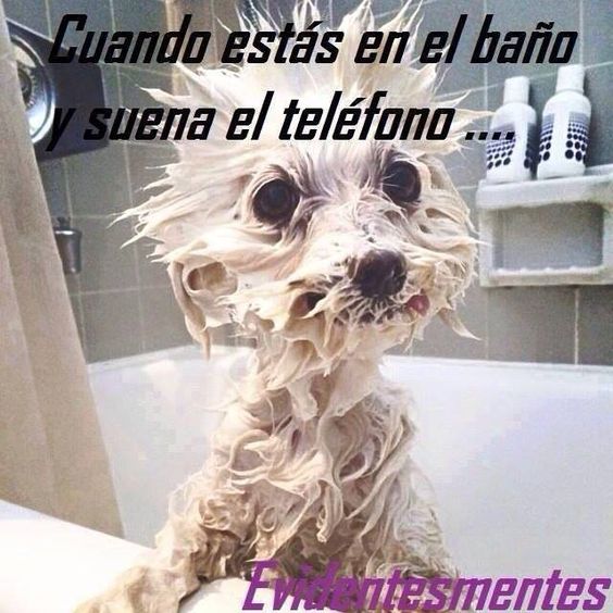 ecobellaes's tweet photo. #mascotas 😂 https://t.co/VqbzUI5yye