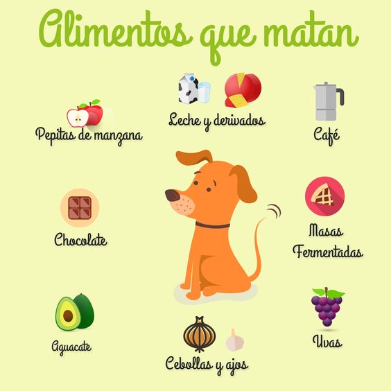 ecobellaes's tweet photo. Tu #mascota no debe comer nada de esto. #perros https://t.co/uGu29f4ZDv