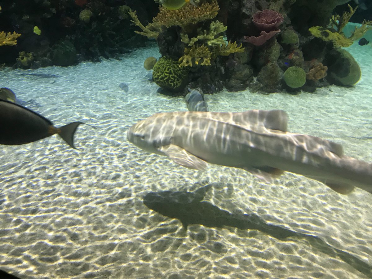 Y1HazelClass's tweet photo. Look where Miss Howe is! Can you spot any animals that you know? 🐙🐠🐟🦀🐬🦑 #thedeep https://t.co/PXvyxYvO5C