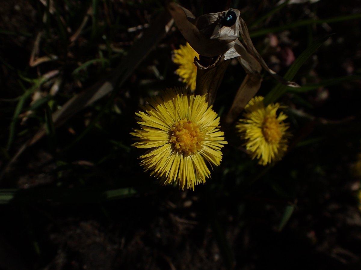 mkdyderski's tweet photo. #wildflowerhour #wildflower #spring also in #Poland - effect of staurday #fieldwork - glance of #urban #biodiversity caught in small #river valley #riparian #forest #Leucojum #vernum #Tussilago #farfara #Hepatica #nobilis #Chrysosplenium #alternifolium https://t.co/eyWqKGJs4p