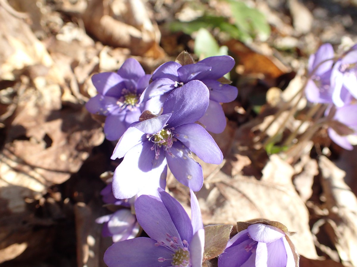 mkdyderski's tweet photo. #wildflowerhour #wildflower #spring also in #Poland - effect of staurday #fieldwork - glance of #urban #biodiversity caught in small #river valley #riparian #forest #Leucojum #vernum #Tussilago #farfara #Hepatica #nobilis #Chrysosplenium #alternifolium https://t.co/eyWqKGJs4p