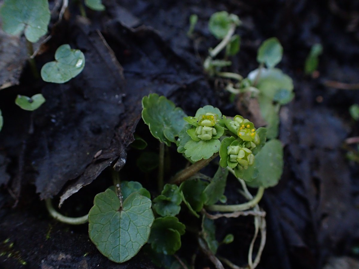 mkdyderski's tweet photo. #wildflowerhour #wildflower #spring also in #Poland - effect of staurday #fieldwork - glance of #urban #biodiversity caught in small #river valley #riparian #forest #Leucojum #vernum #Tussilago #farfara #Hepatica #nobilis #Chrysosplenium #alternifolium https://t.co/eyWqKGJs4p