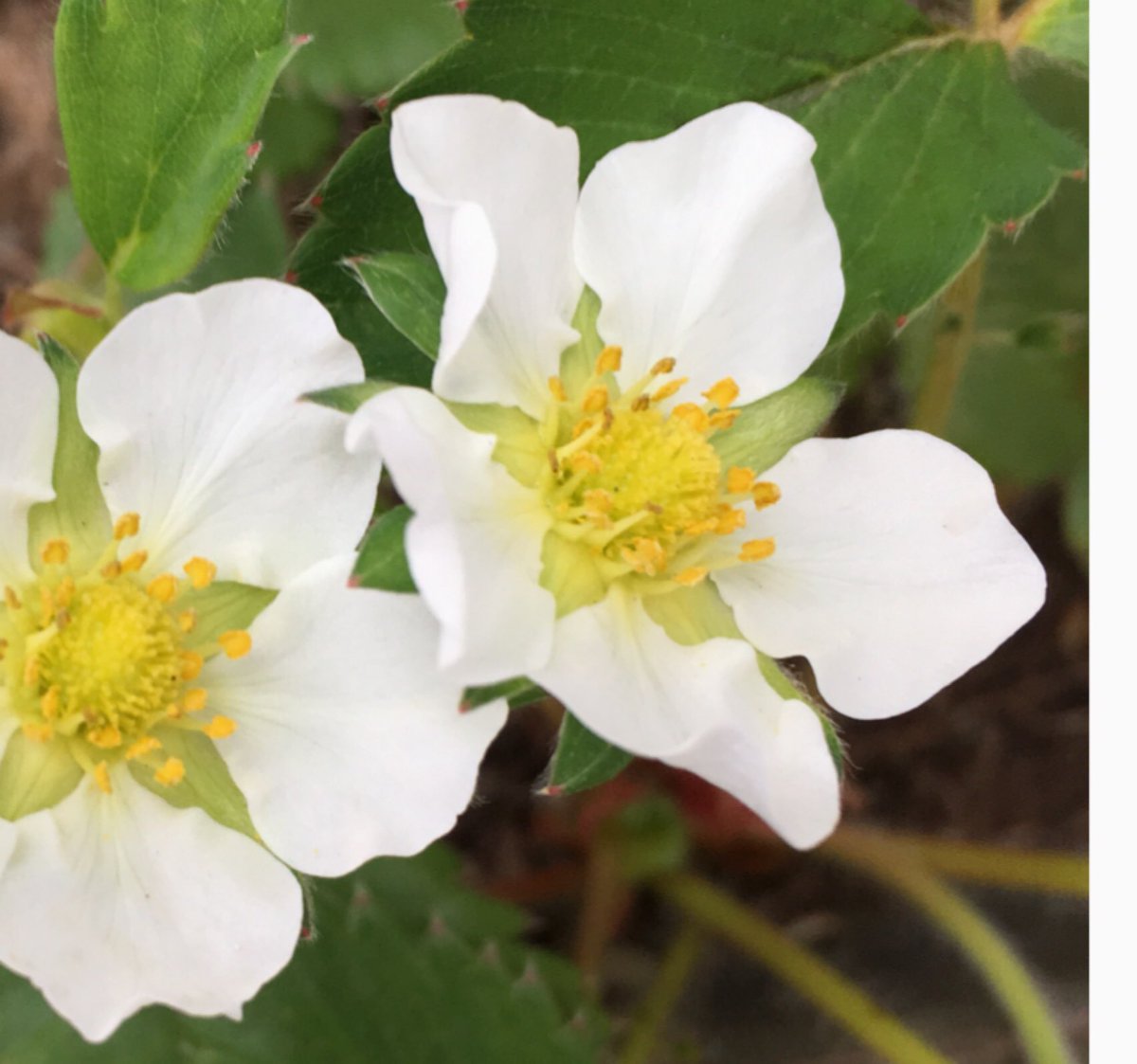 いちごの花