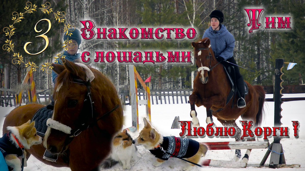Люблю Корги! Тим, знакомство с лошадьми, 
  ссылка: youtube.com/watch?v=nqvHsx…