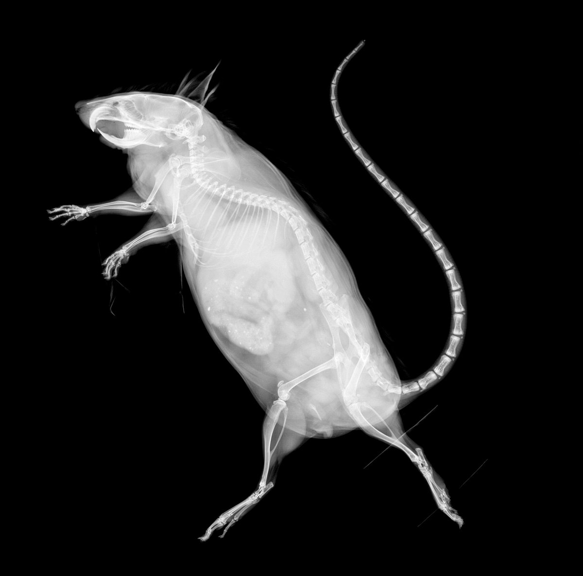impc's tweet image. Today’s #GeneOfTheDay is #Casr. Full name: calcium-sensing receptor. Knockout phenotype associations include preweaning lethality, enlarged heart and abnormal embryo size; Human disease models include Hereditary Chronic Pancreatitis. More information: bit.ly/Casrgene
