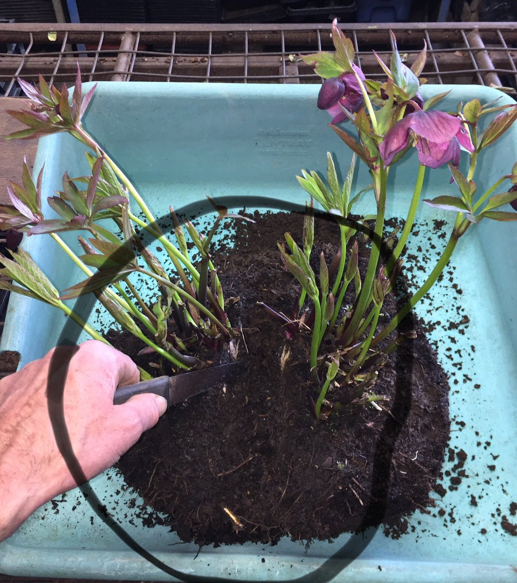 AlanEDown's tweet image. Dividing special #hellebores to increase stock. Some of the best may end up in #microprop lab. #tissueculture #propagation