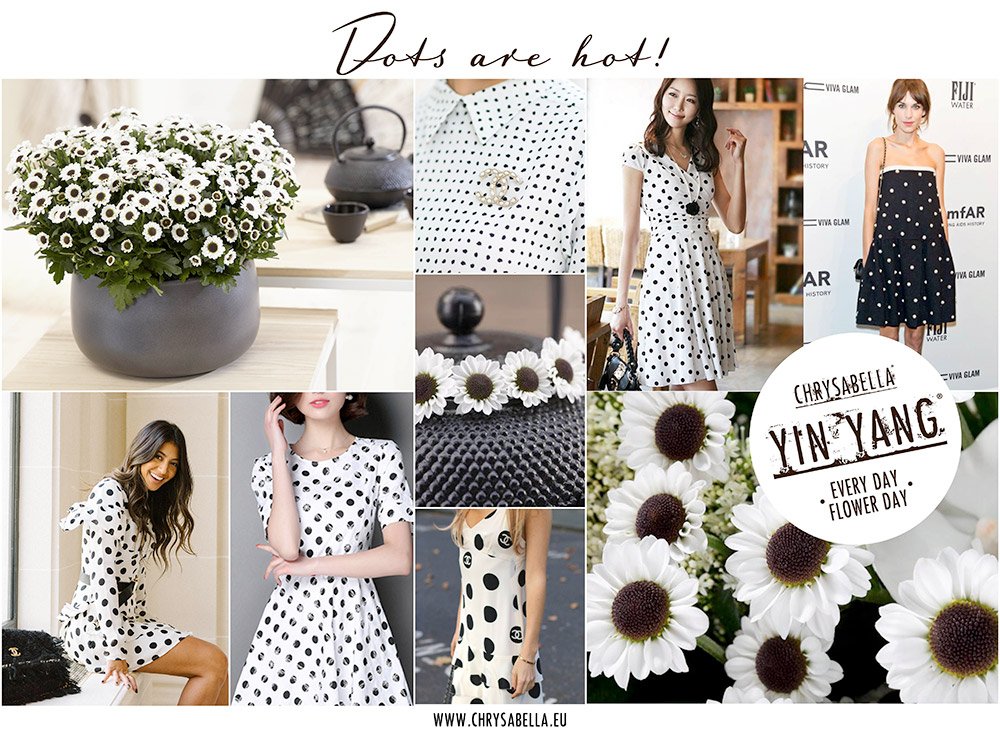 jeroen25732153's tweet photo. Het is zo ver, we gaan eindelijk starten met het afleveren van de Chrysabella® Yin Yang! Deze plant heeft vele bloemen met een git zwart hart. Dit geeft een prachtig contrast en maakt het een echte eyecatcher met het effect van stippen! https://t.co/cSFQzwzS6M