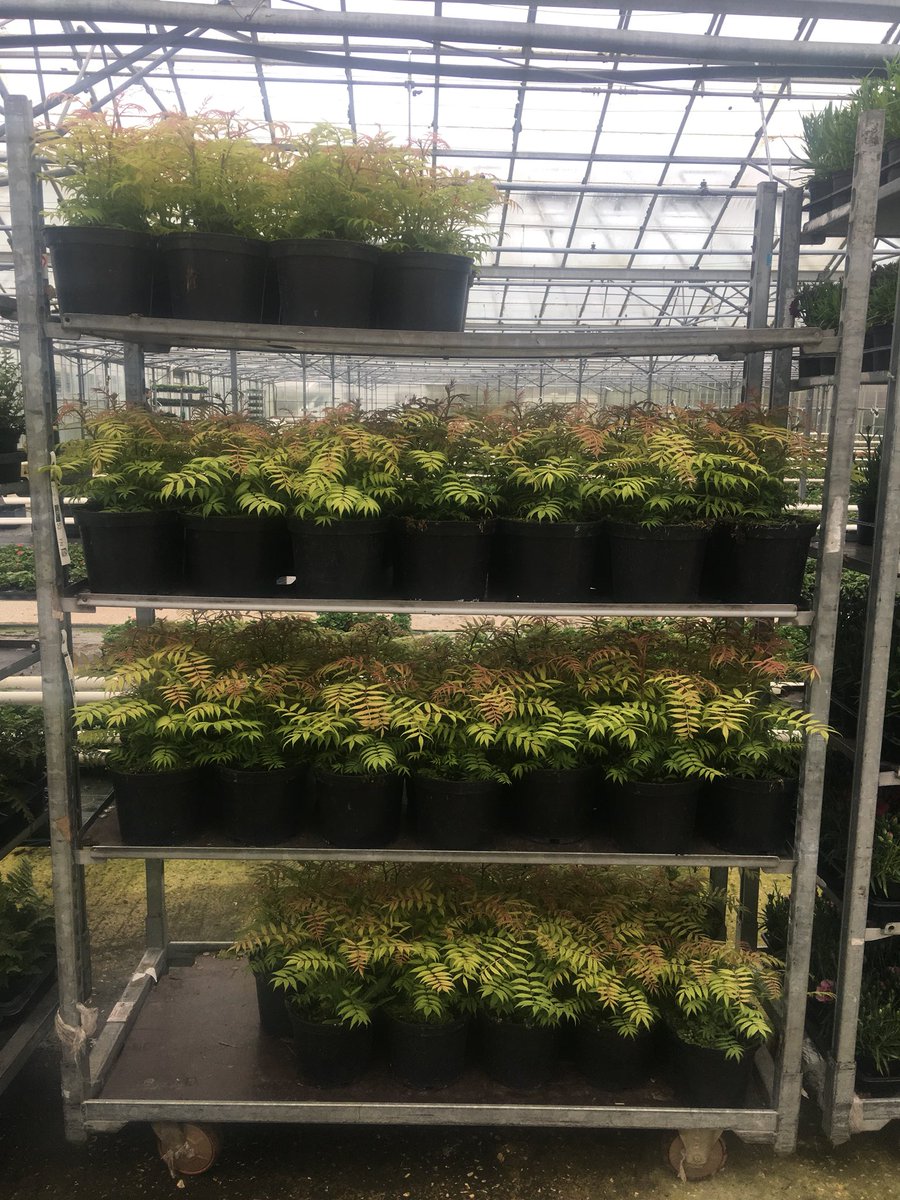 FleurieNursery's tweet photo. Sorbaria Sem 3L off to the @Farplants finishing centre to be cleaned, carecarded and barcoded for our customers. #springfoliage @TristramPlants @Walberton_Nsry https://t.co/KAgRRoPocj