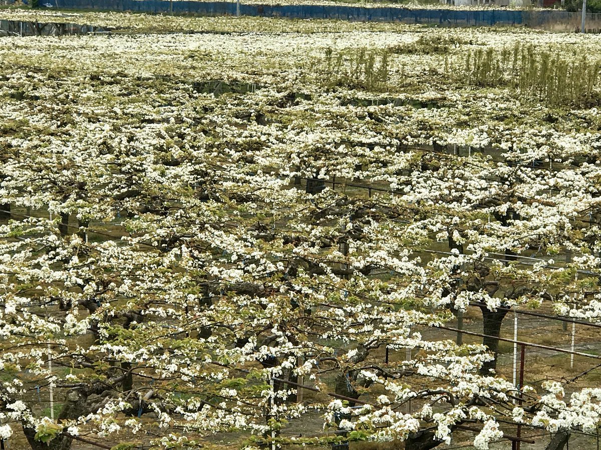 tokuplay's tweet image. 徳島県鳴門市大津町 から 鳴門市大麻町 周辺 にある 梨畑 各所 にて、梨の花 が綺麗に咲いています。
梨の花 が まるで 白い絨毯？！ みたいに、咲き誇ってます。
たまには、ぶらり寄り道して、梨畑 花の景色 に、さらに、梨の花の香りを、感じてみては？