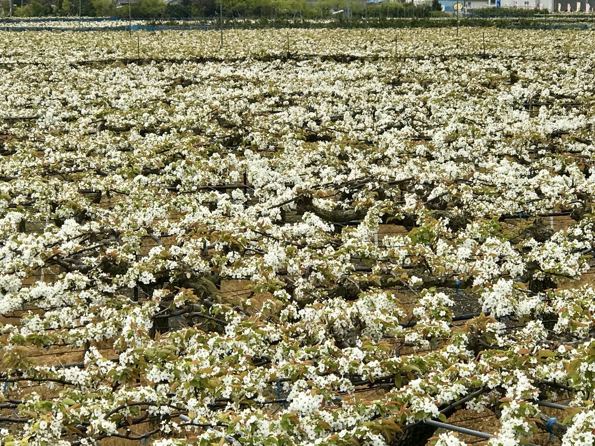 tokuplay's tweet image. 徳島県鳴門市大津町 から 鳴門市大麻町 周辺 にある 梨畑 各所 にて、梨の花 が綺麗に咲いています。
梨の花 が まるで 白い絨毯？！ みたいに、咲き誇ってます。
たまには、ぶらり寄り道して、梨畑 花の景色 に、さらに、梨の花の香りを、感じてみては？