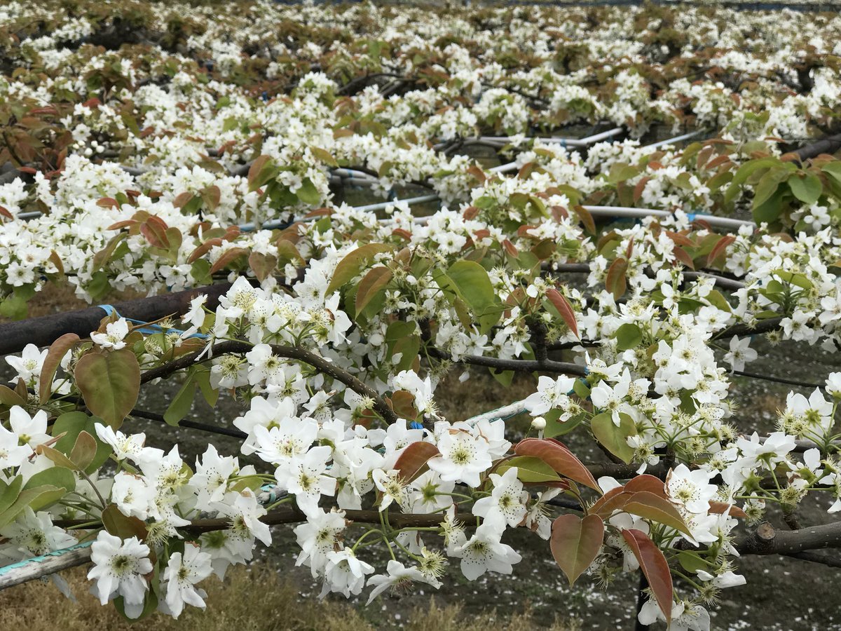 tokuplay's tweet image. 徳島県鳴門市大津町 から 鳴門市大麻町 周辺 にある 梨畑 各所 にて、梨の花 が綺麗に咲いています。
梨の花 が まるで 白い絨毯？！ みたいに、咲き誇ってます。
たまには、ぶらり寄り道して、梨畑 花の景色 に、さらに、梨の花の香りを、感じてみては？