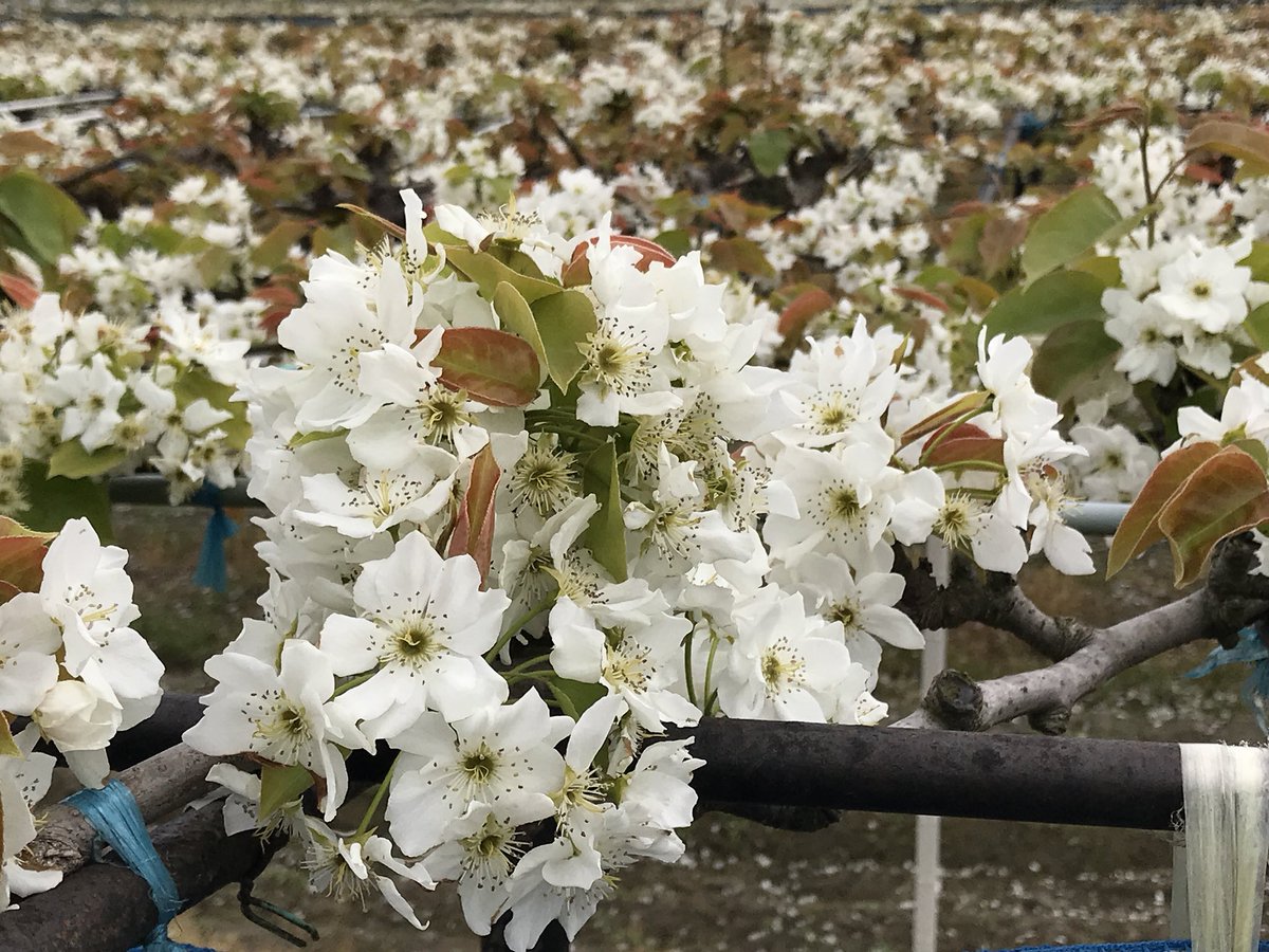 tokuplay's tweet image. 徳島県鳴門市大津町 から 鳴門市大麻町 周辺 にある 梨畑 各所 にて、梨の花 が綺麗に咲いています。
梨の花 が まるで 白い絨毯？！ みたいに、咲き誇ってます。
たまには、ぶらり寄り道して、梨畑 花の景色 に、さらに、梨の花の香りを、感じてみては？