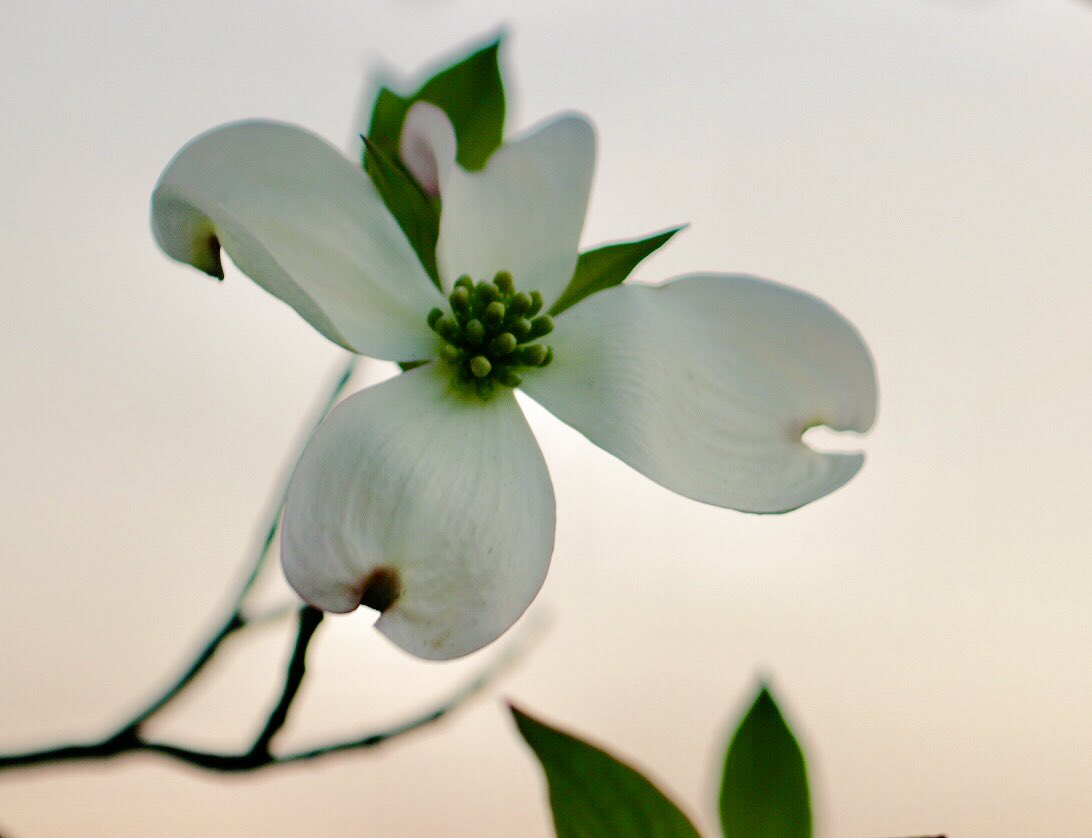 君と好きな人が
百年つづきますように♪

#ハナミズキ
#一青窈