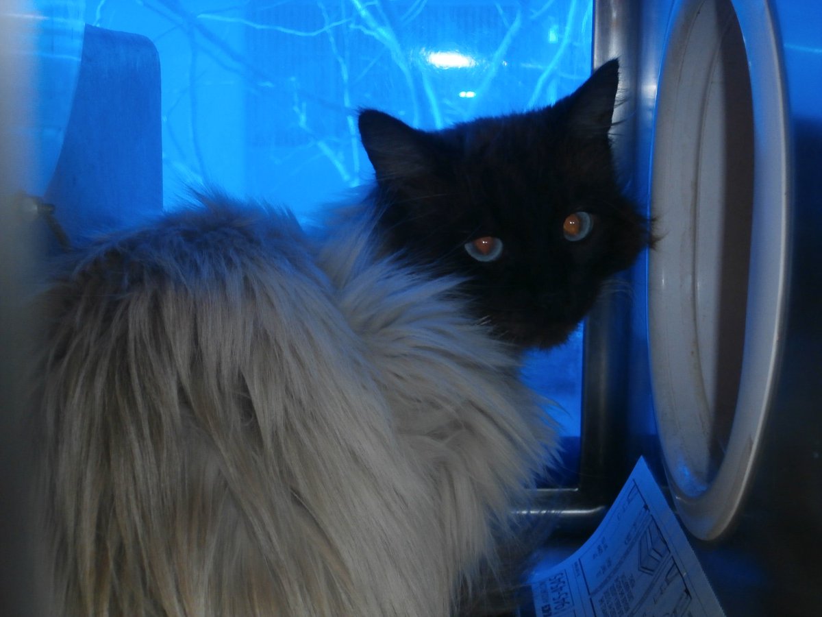 Siamese Angels On Twitter Urgent Beautiful Seal Point Siamese