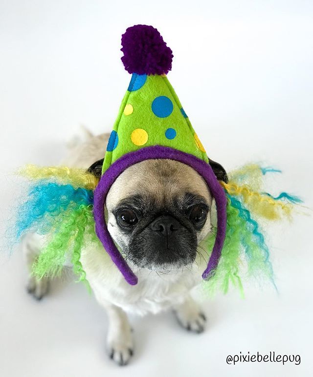 pixiebellepug's tweet photo. Iโm not clowning around, get outta here Monday... ๐๐คก๐
.
.
.
#pixiebellepug #pugs #pugsofinstagram #pugbasement #pugloversclub #worldofpugs #qtpugs #cutepetclub #dailyfluff #smilingpugs #worldofcutepets #thetomcoteshow #speakpug #pugdiary #dailydoseoโฆ https://t.co/ETGsjwcXWm https://t.co/ZlcevaY2qm