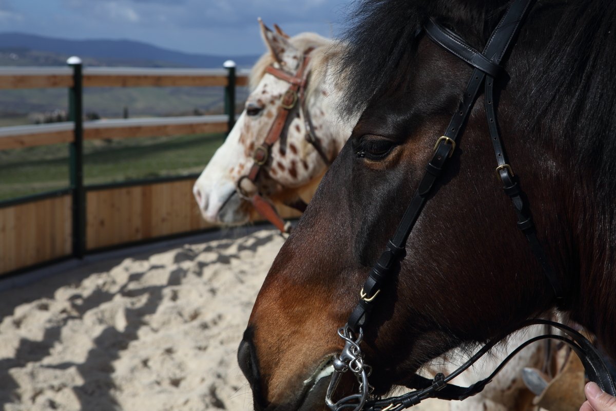 #Tuscany Equestrian!!!

#Panorama #Siena #photography